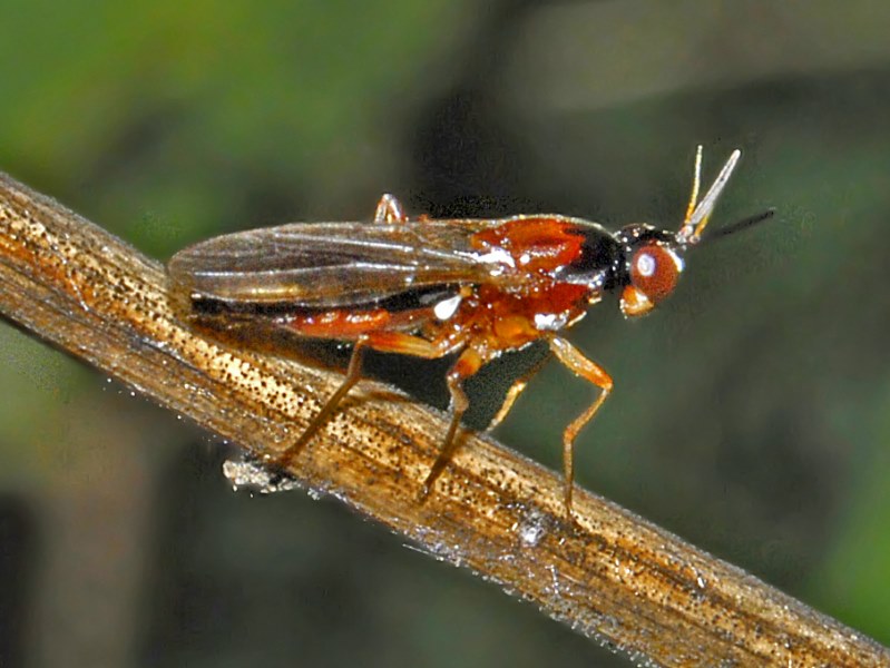 Loxocera cfr. aristata (Psilidae Psilinae)